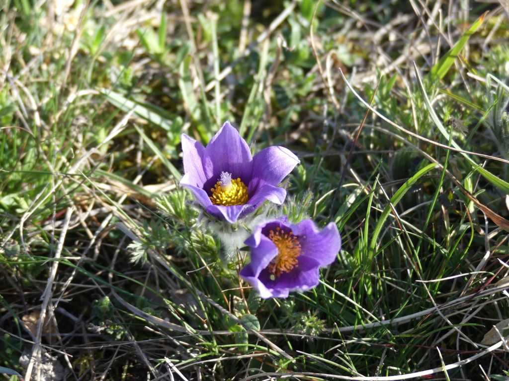 pulsatilla.jpg