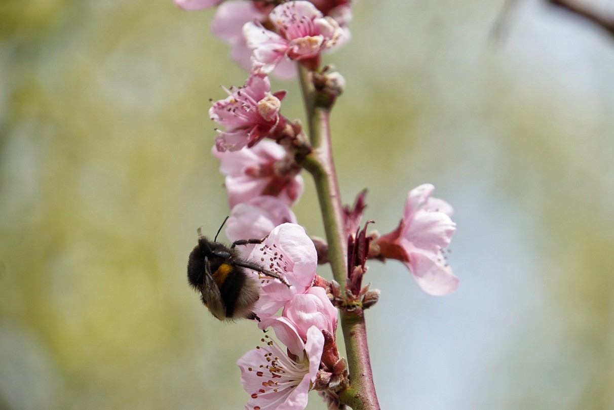 hummel_april_2021.jpeg