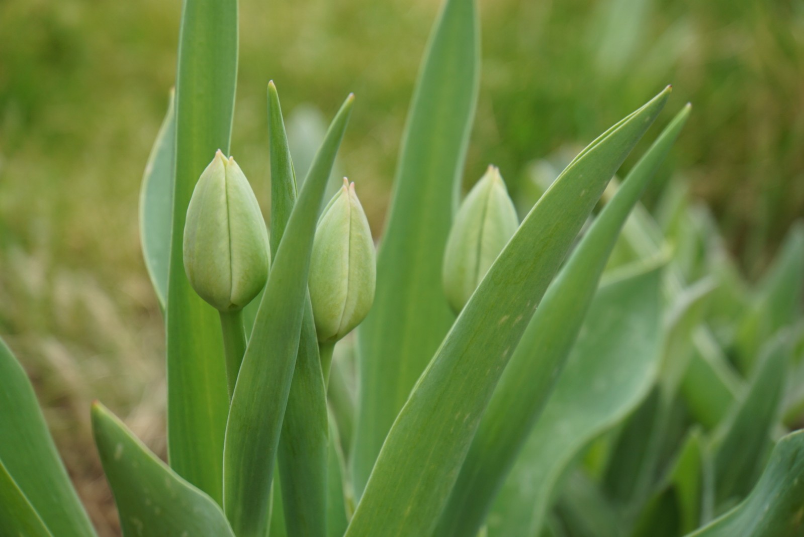 tulpen_vorm_bl__hen_2021.jpg