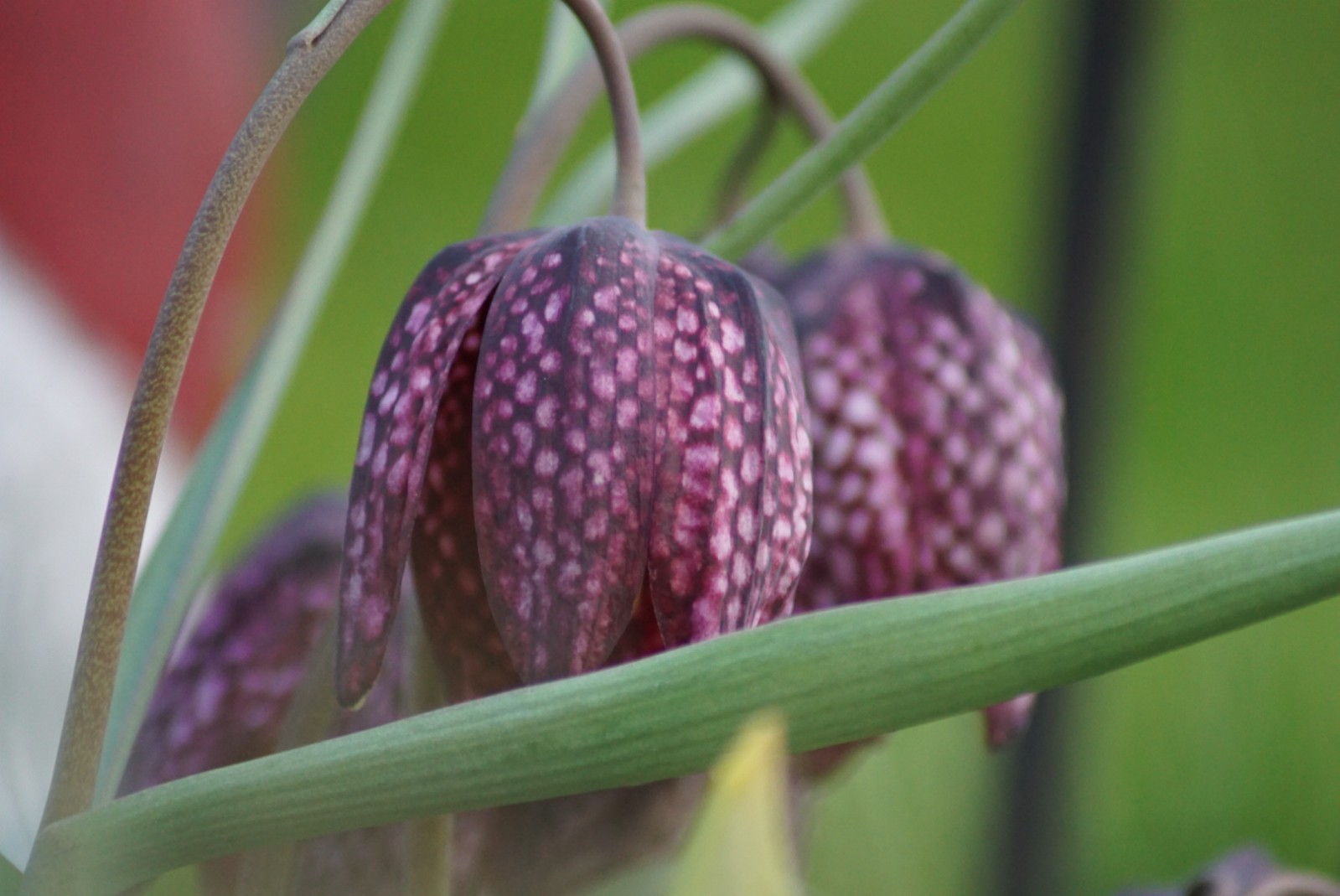 schachbrettblumen_lila_april_2021.jpg