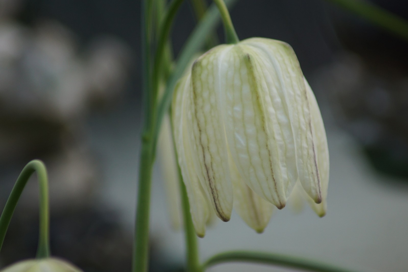 schachbrettblumen_wei___april_2021.jpg