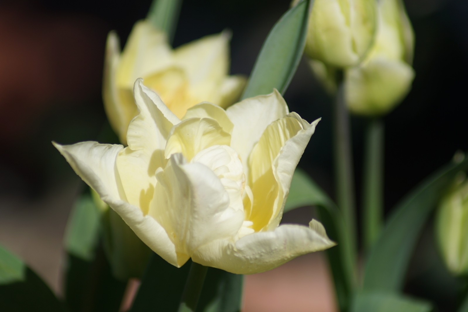 tulpe_gef__llt_april_2021.jpg