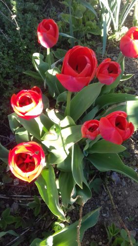 20210425_185042tulpen_1.jpg