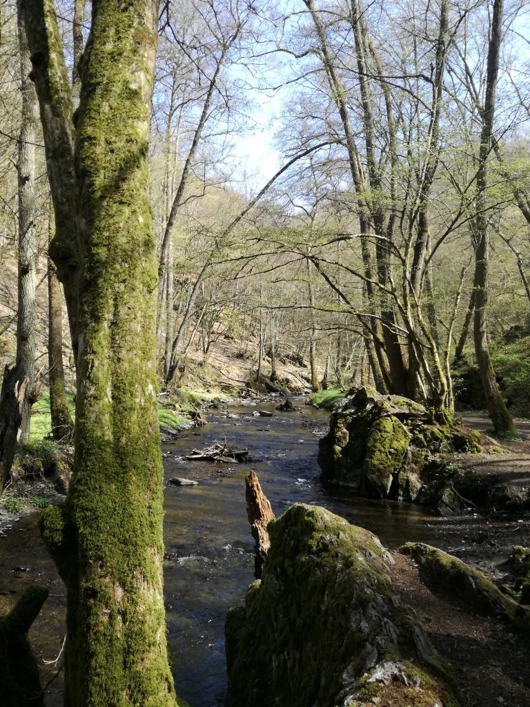 wald_und_bach.jpg