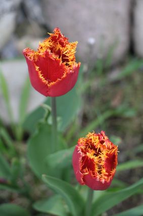 img_6069franzen_tulpe1.jpg