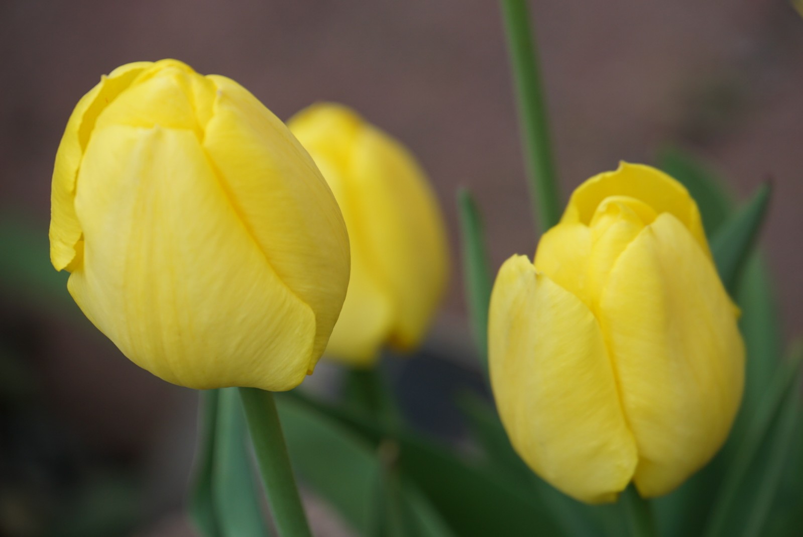 gelbe_tulpen_2021.jpg