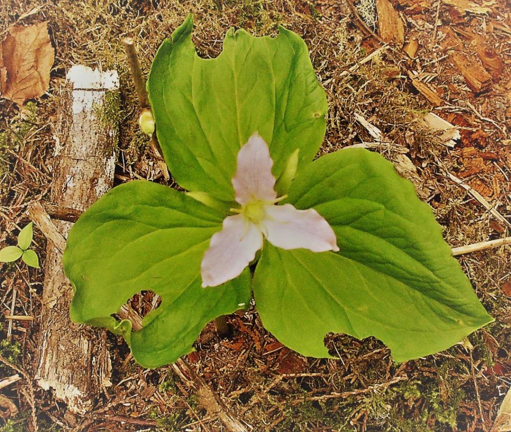 trillium_ovatum.jpg