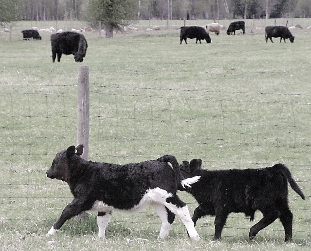 tiere_vom_bruder.jpg