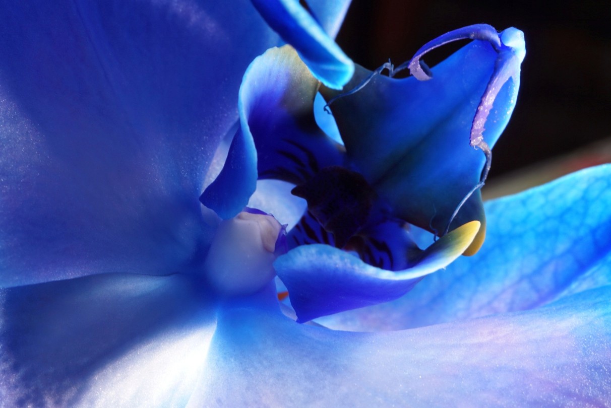 blaue_orchidee_2021.jpeg