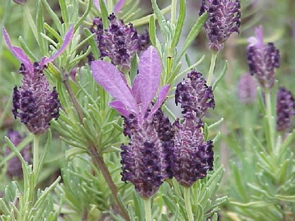 lavendel.jpg