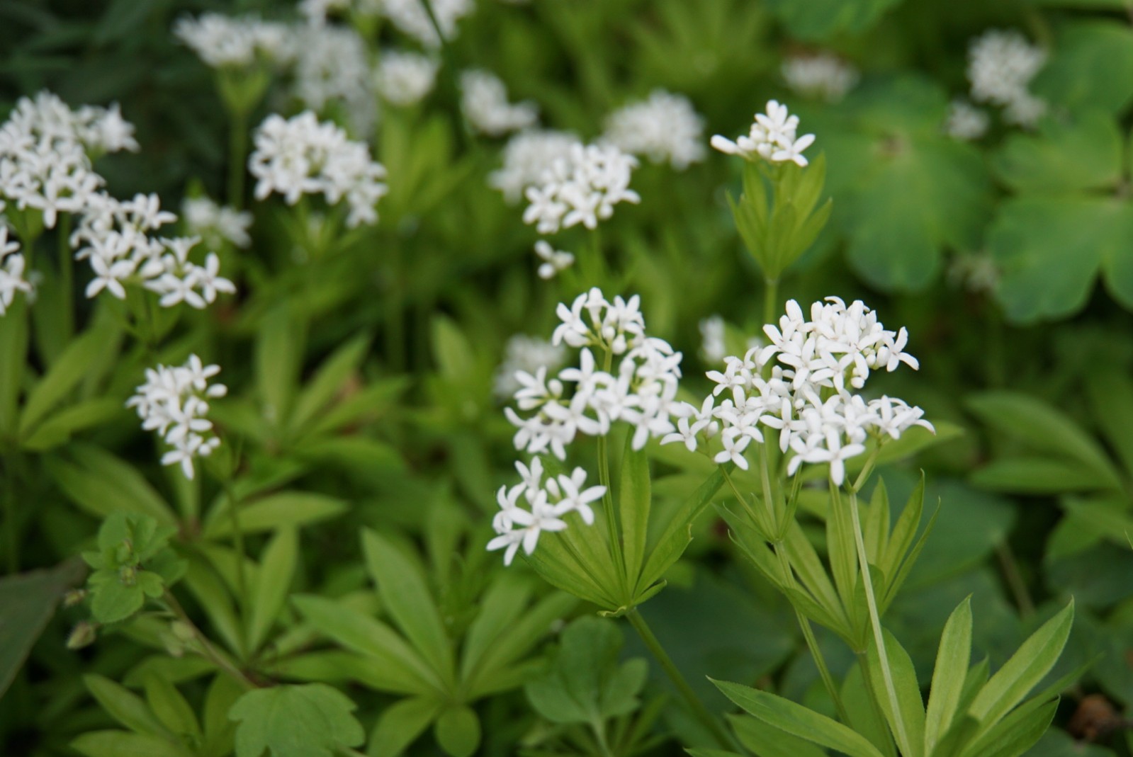 waldmeister_mai_2021.jpg