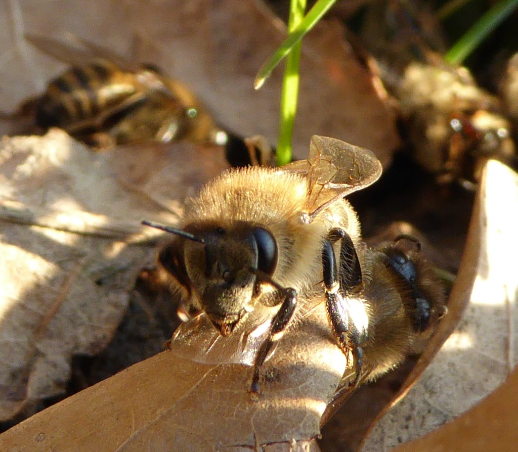 1010276_-_erste_bienen_fliegen_aus.jpg