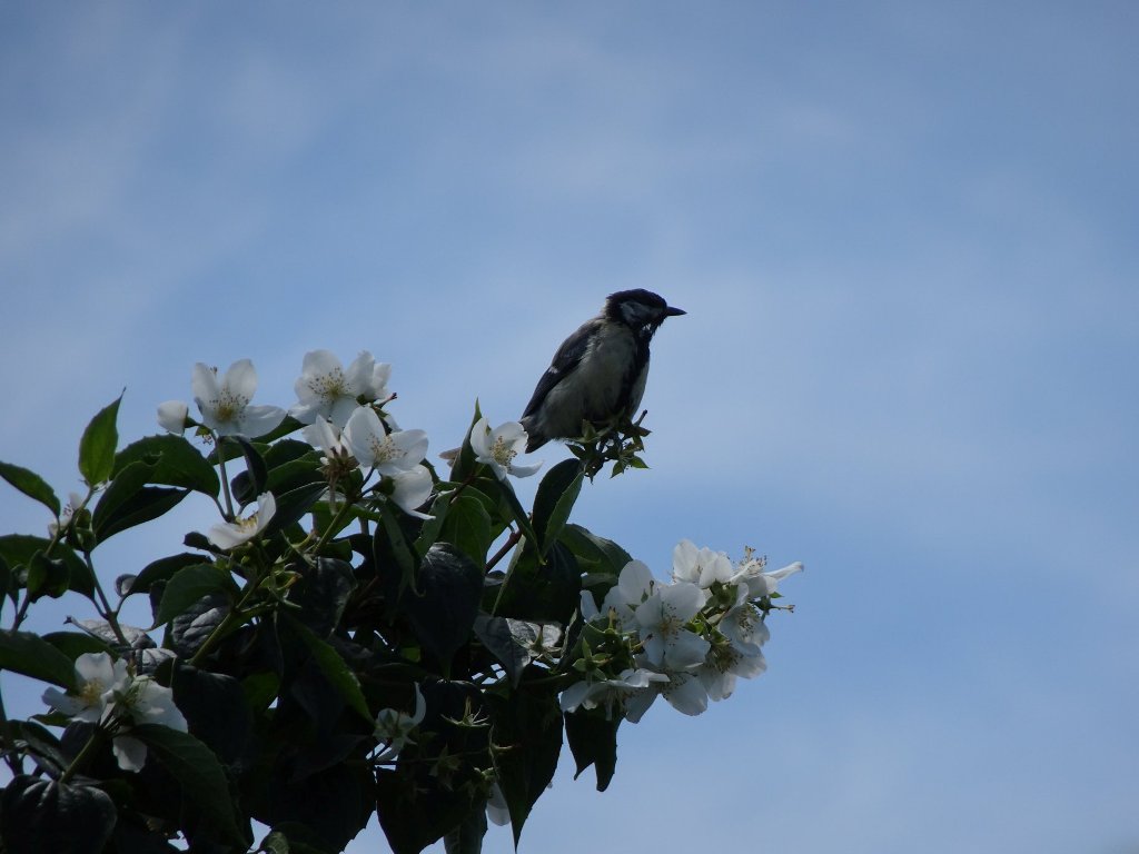 vogel_auf_baum.jpg