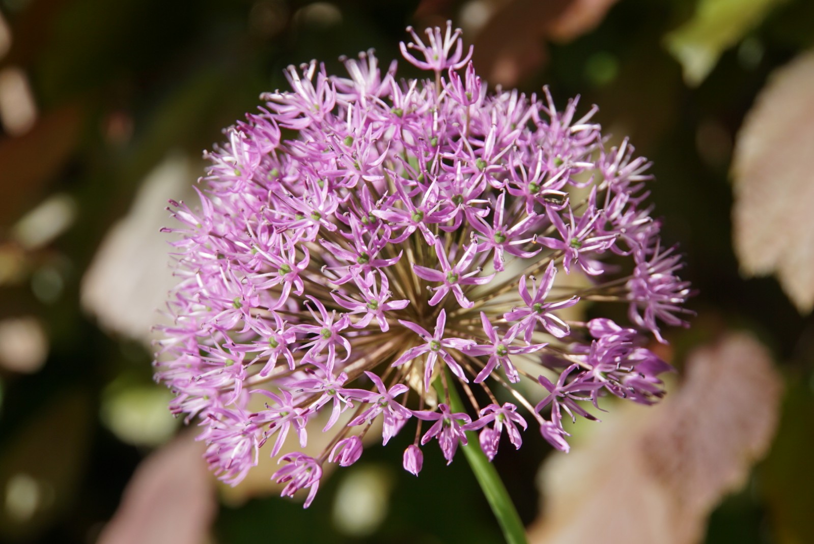 allium_mai_2021.jpg