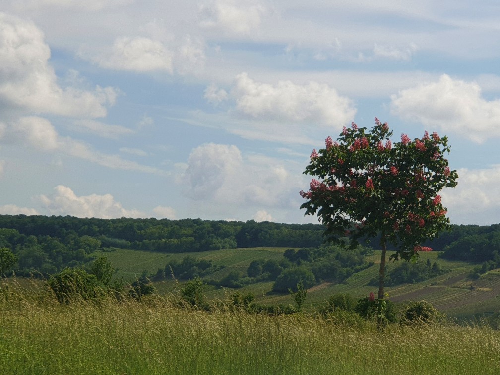 weinberge_juni_2021.jpeg