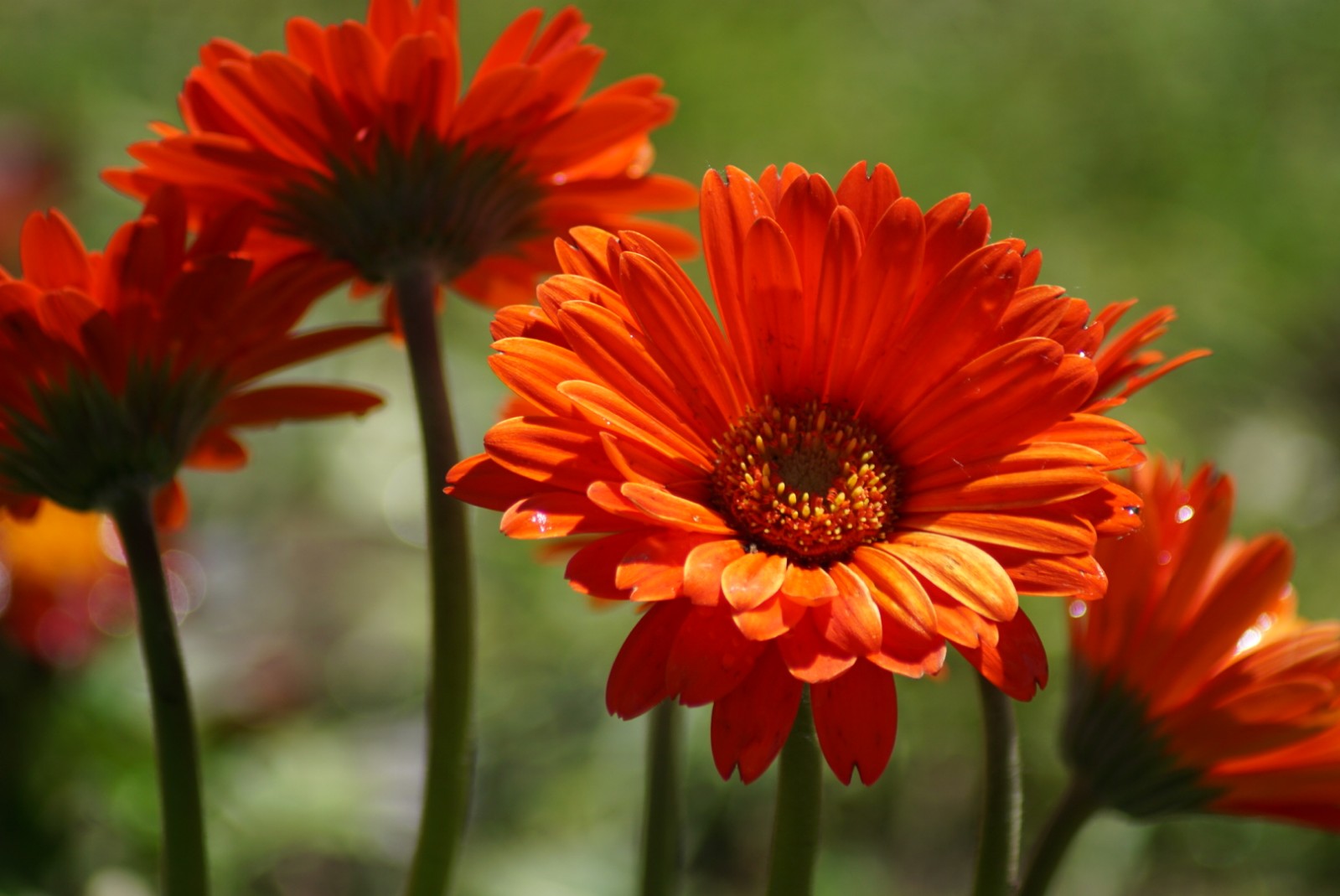 gerbera_juni_2021.jpg