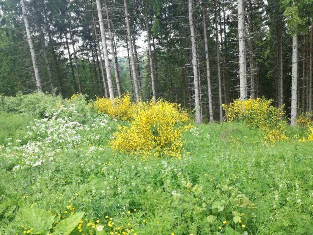 ginster_am_wald.jpg