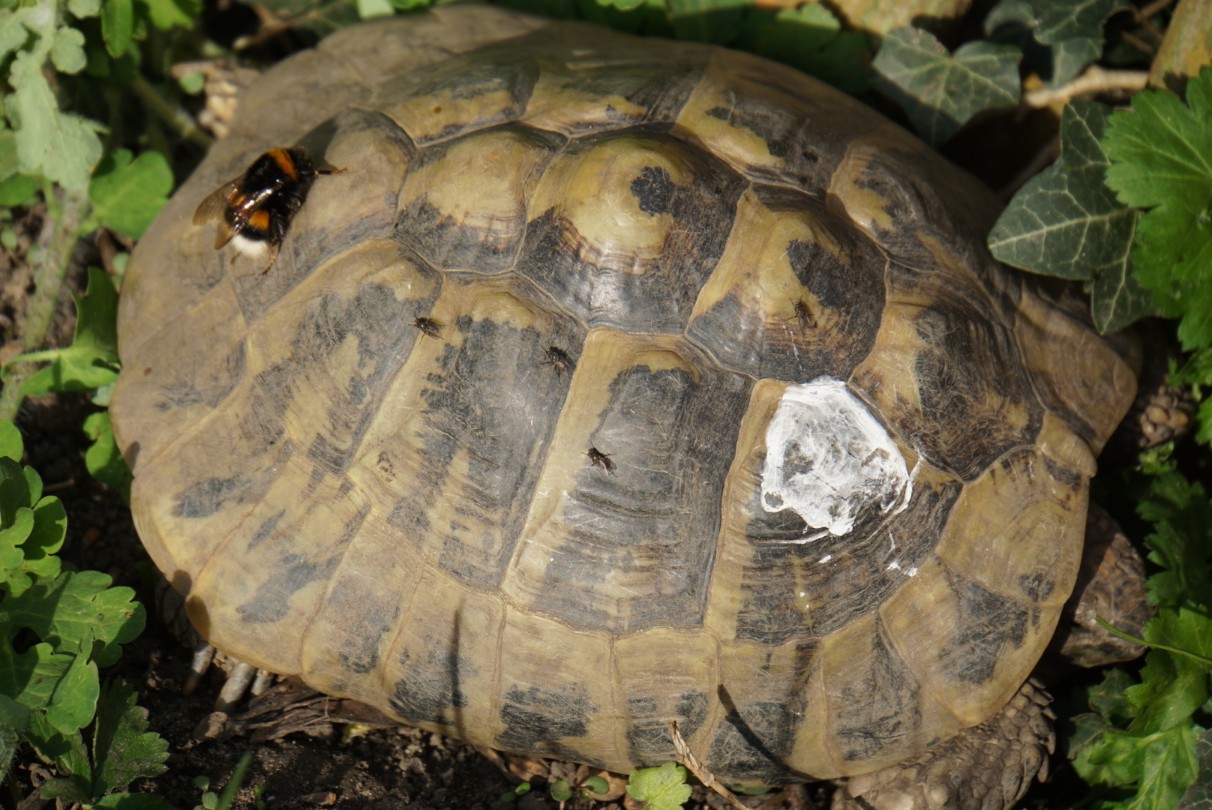 schildi_und_hummel.jpg