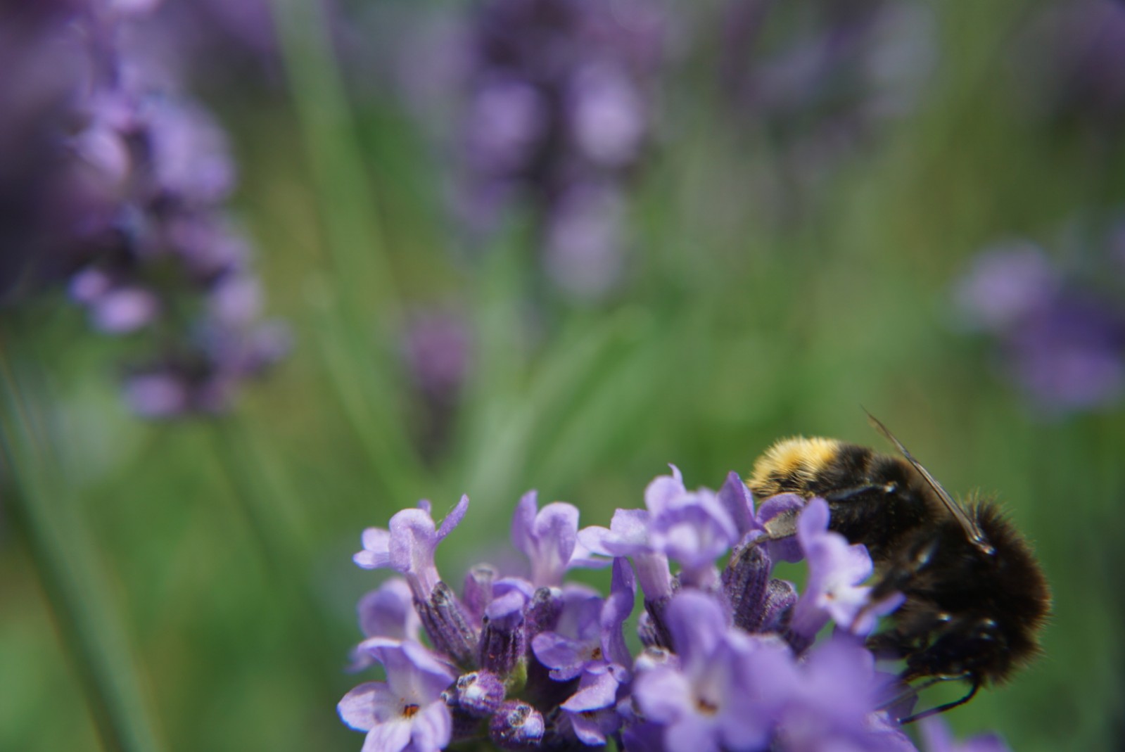 lavendel_mit_hummel_juni_2021.jpg