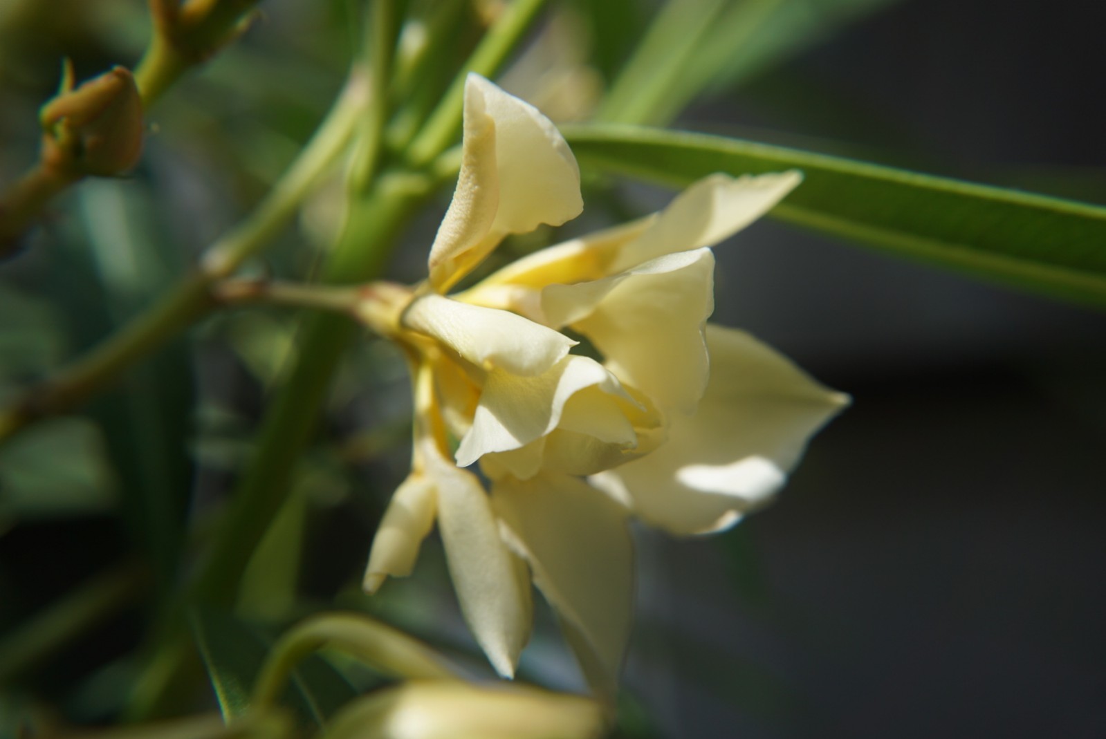 oleander_gelb_juni_2021.jpg