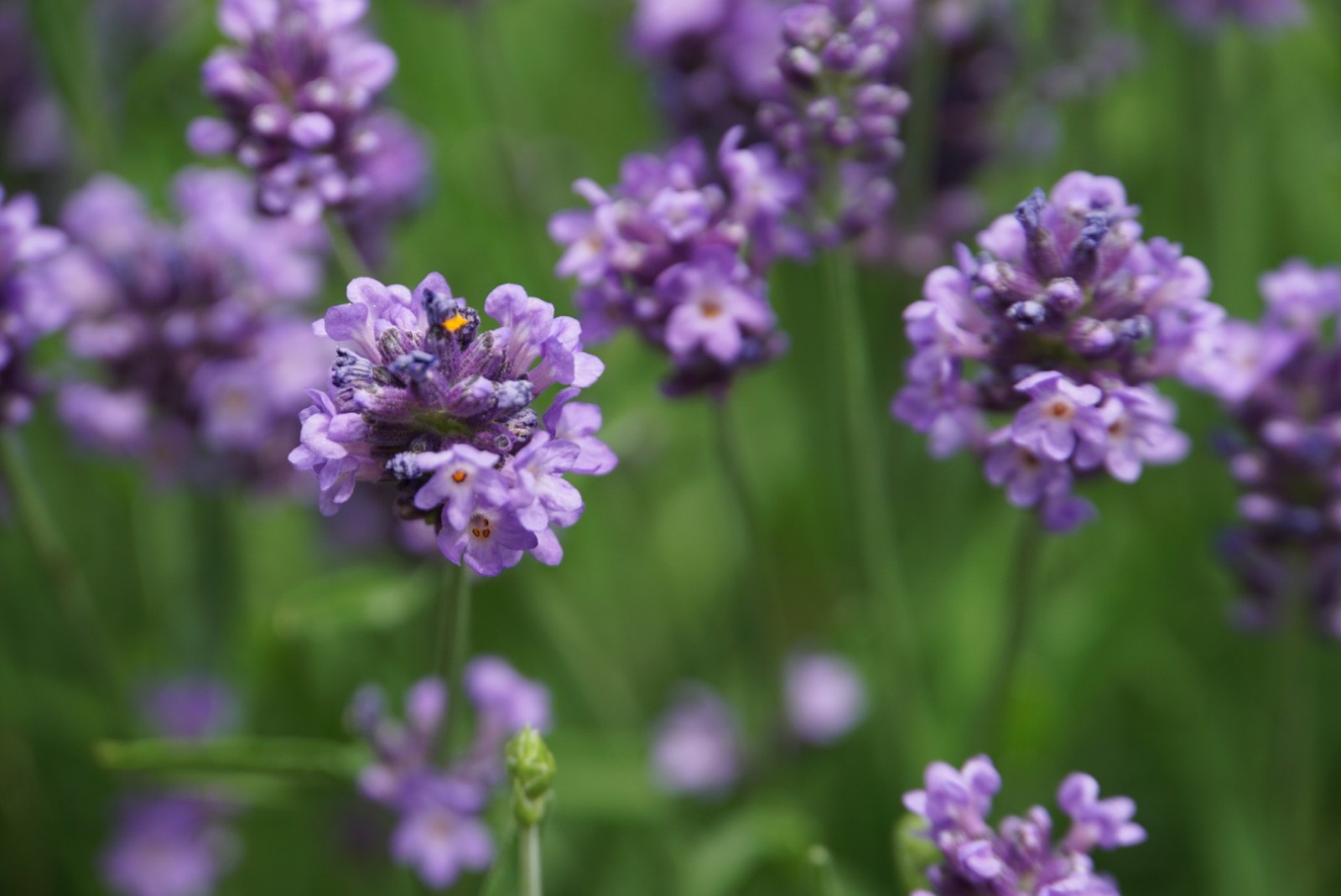 lavendel_3_juni_2021.jpg