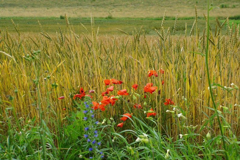 getreidefeld_mit_mohn.jpg