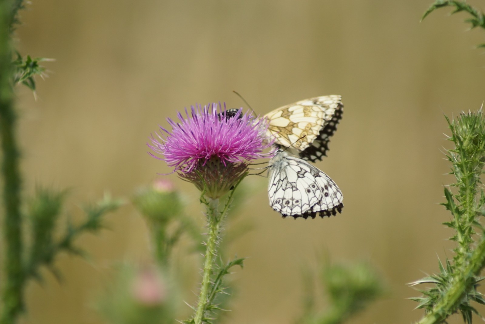 drei_auf_der_distel.jpg