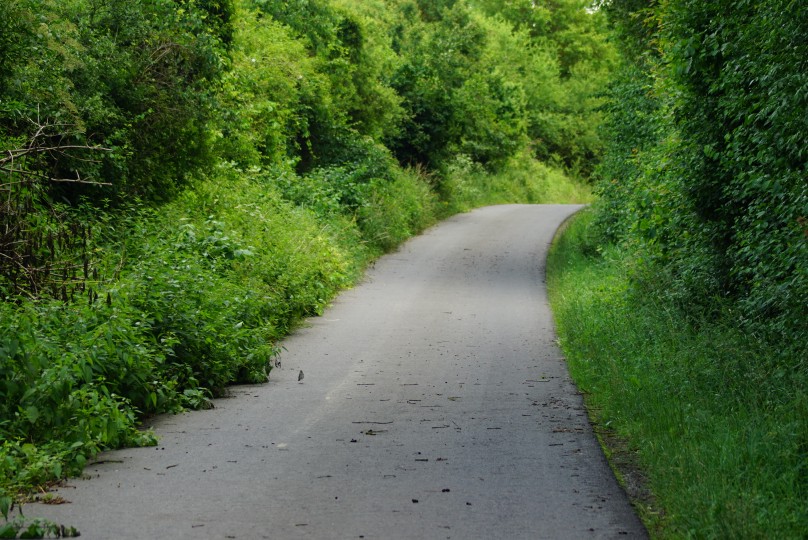 radweg_eingewachsen.jpg