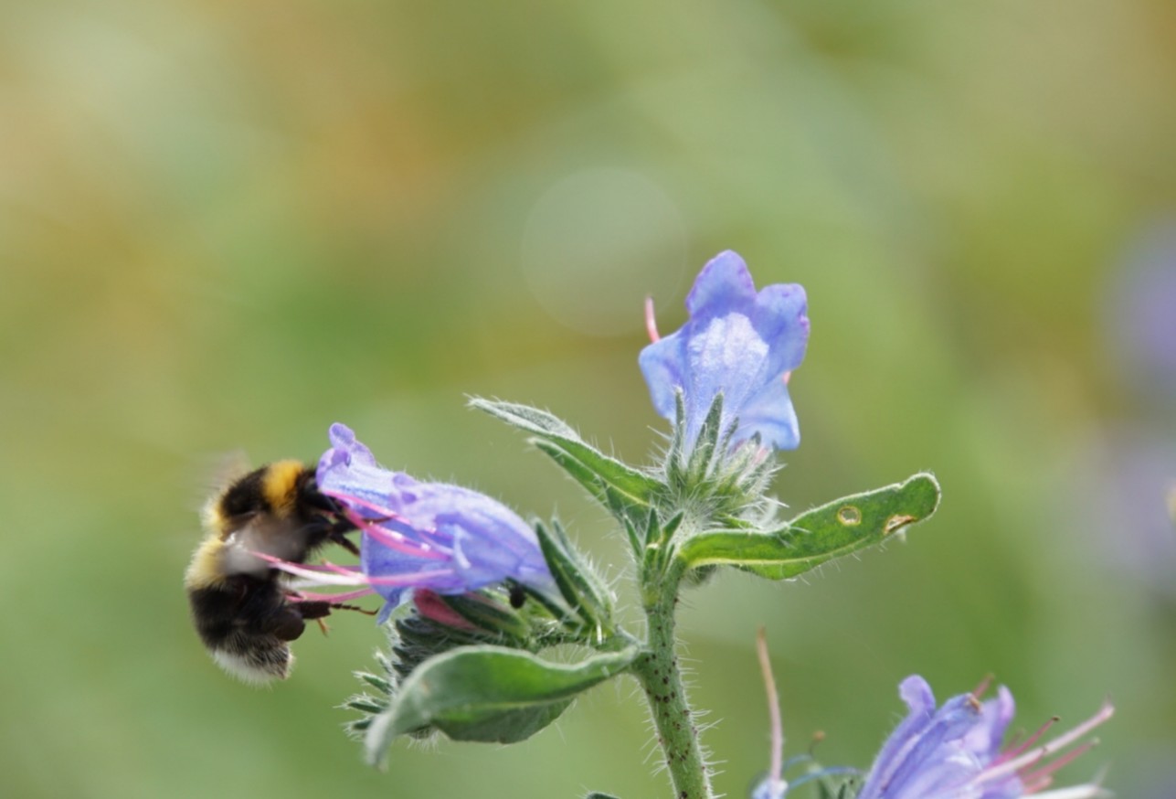 hummel_juli_2021.jpg