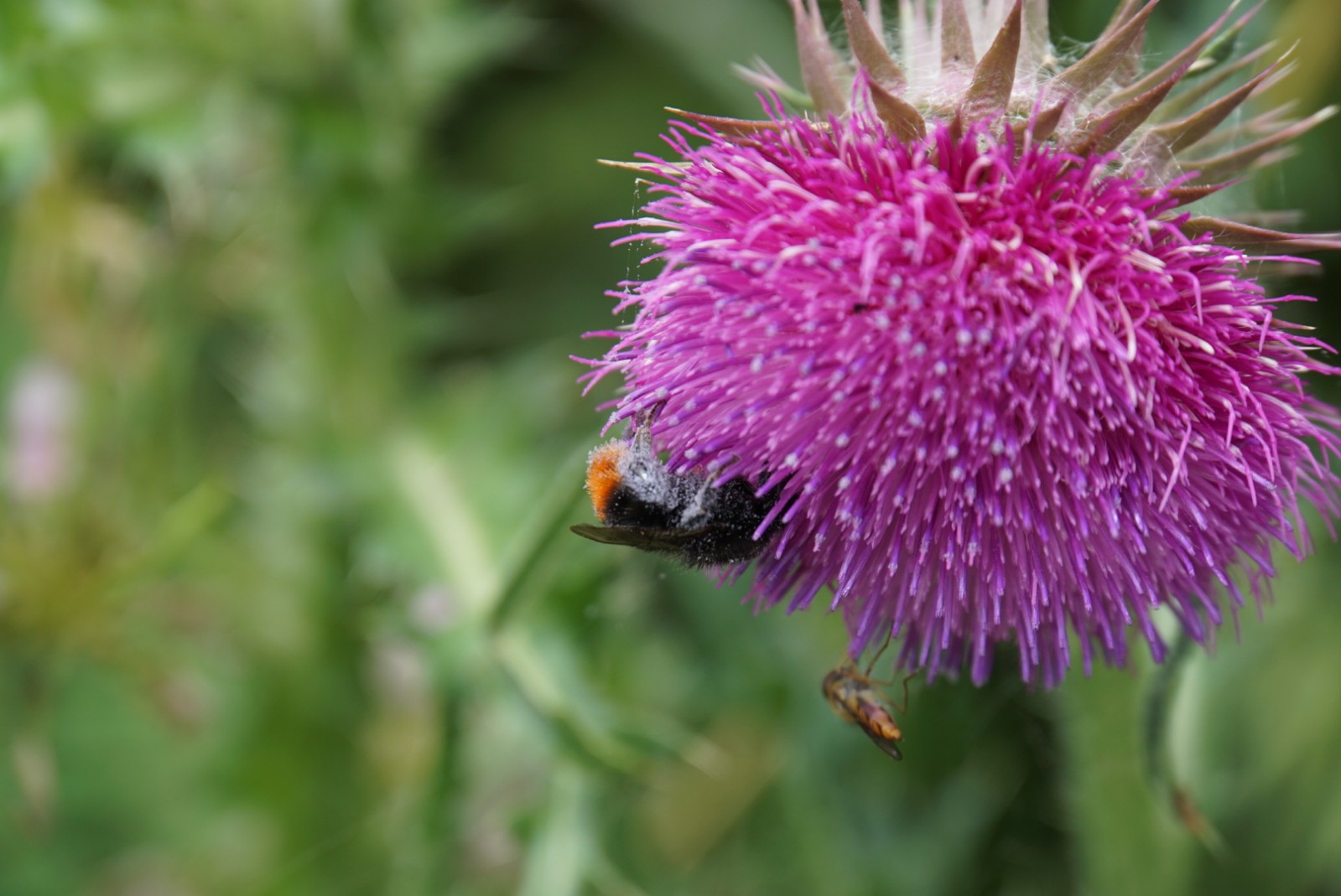 distel_und_hummel.jpg