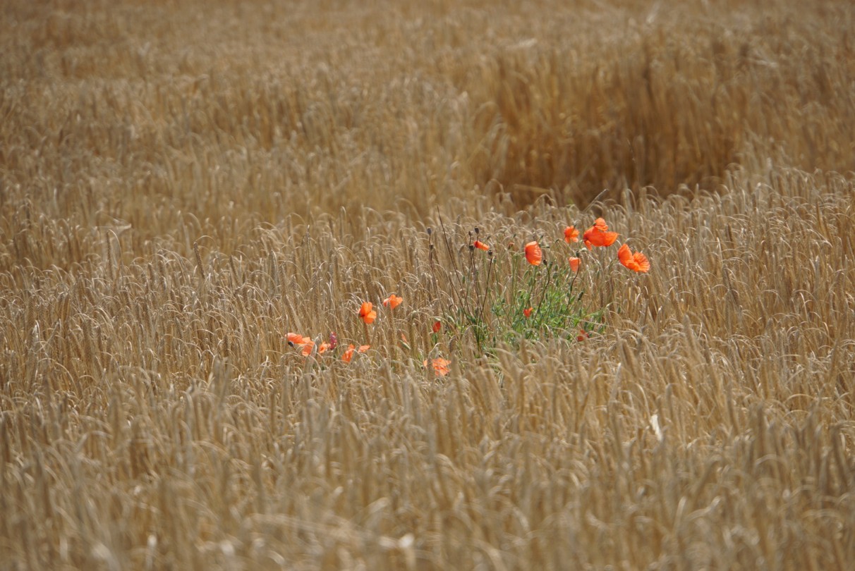 mohn_im_getreidefeld.jpg