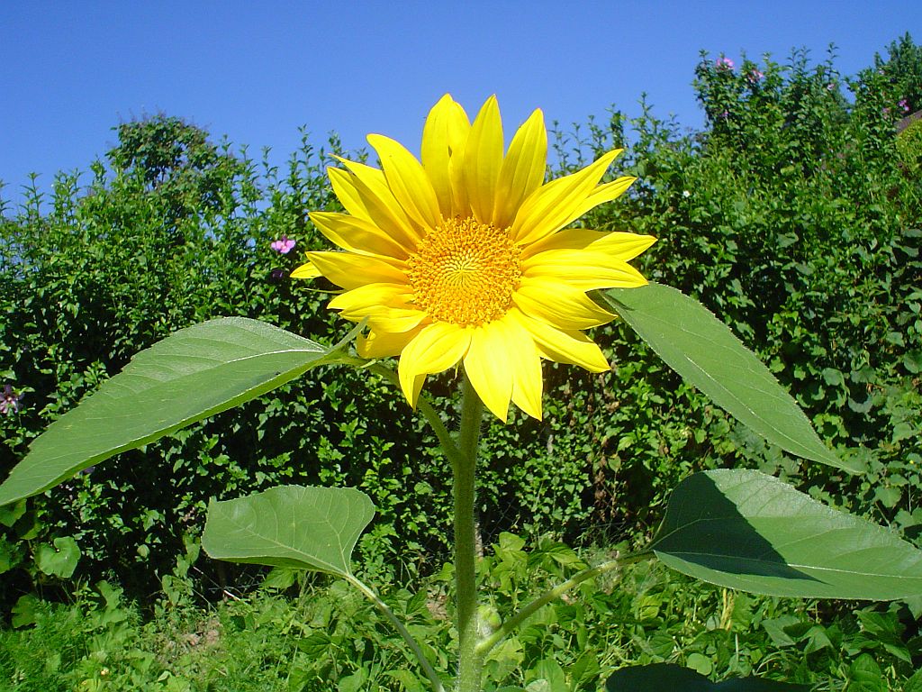 helianthus_annuus.jpg