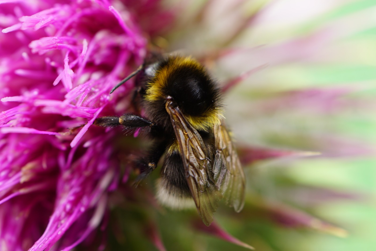 hummel_auf_distel_2_juli_2021.jpg