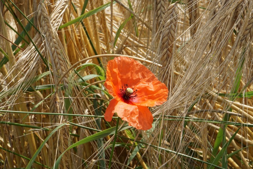 mohn_juli_2021.jpg