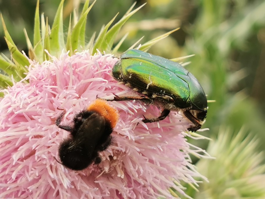 rosenk__fer_und_hummel.jpg