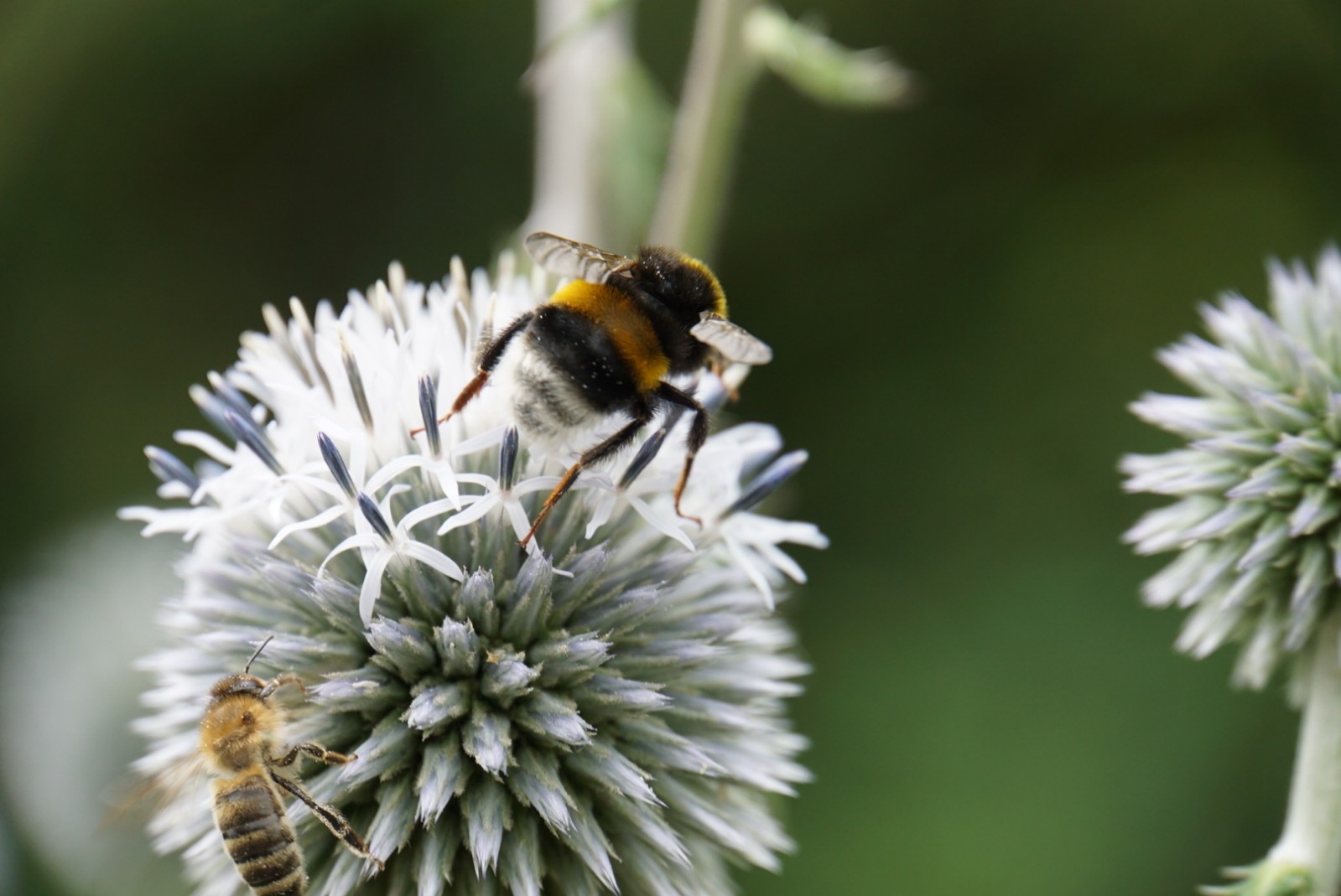 sch__ne_hummel_auf_kugeldistel_juli_2021.jpg