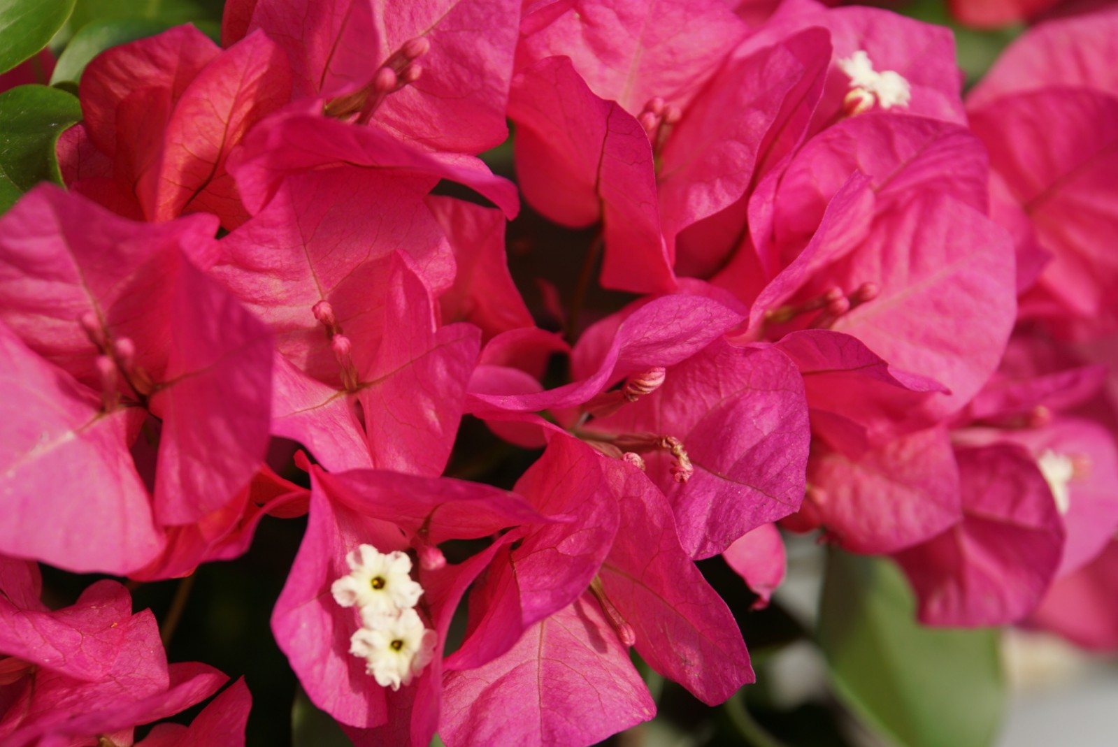 bougainvillea_juli_2021.jpg