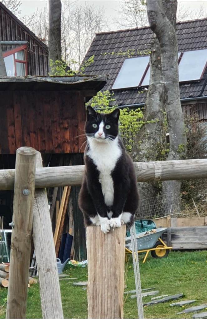 katze_auf_baumstumpf.jpg