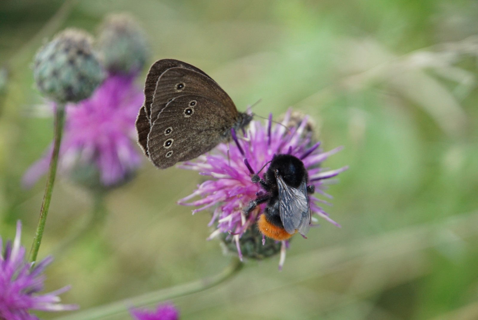 brauner_waldvogel_juli_2021.jpg