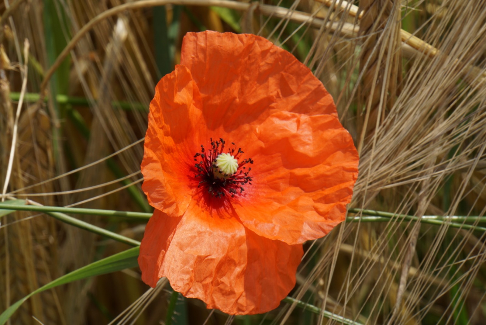 mohn_im_gegreide_juli_2021.jpg