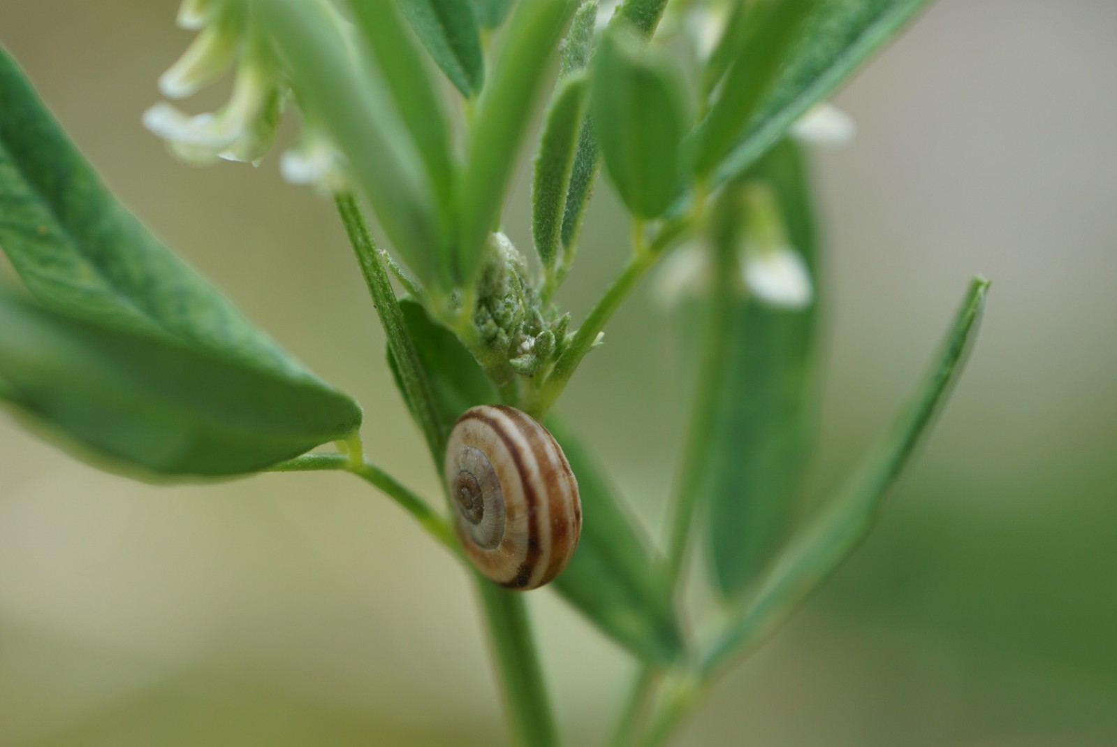 schnecke_juli_2021.jpg