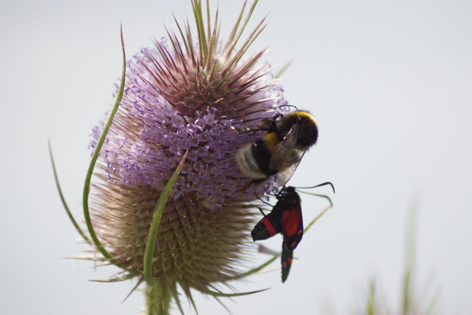 hummel_mit_widderchen_juli_2021.jpg