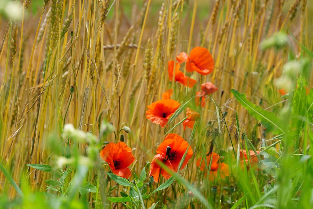 mohn_im_getreide_juli_2021.jpg