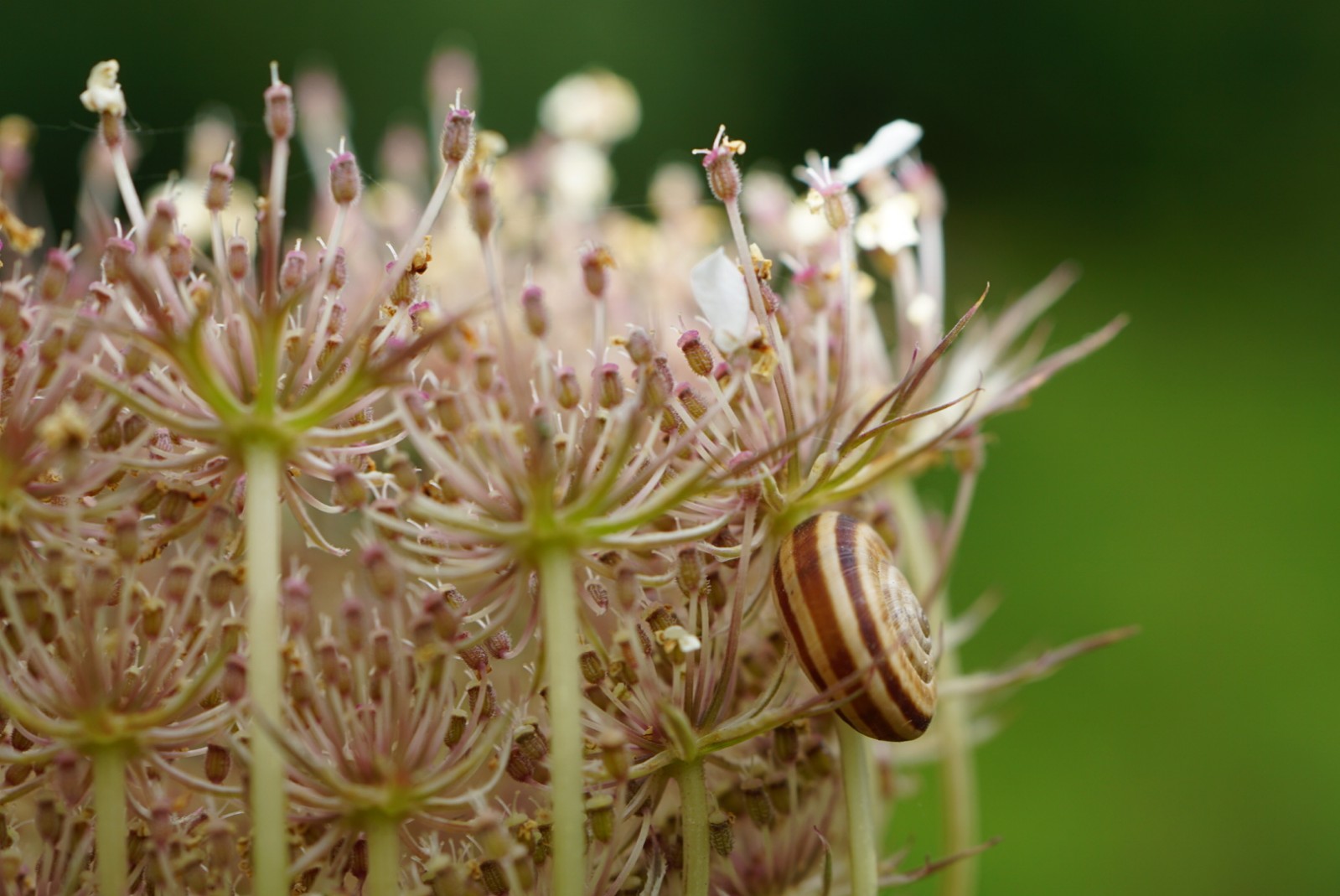 wilde_m__hre_und_schnecke_juli_2021.jpg