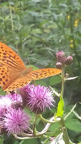 20210720_100400schmetterlin_distel.jpg