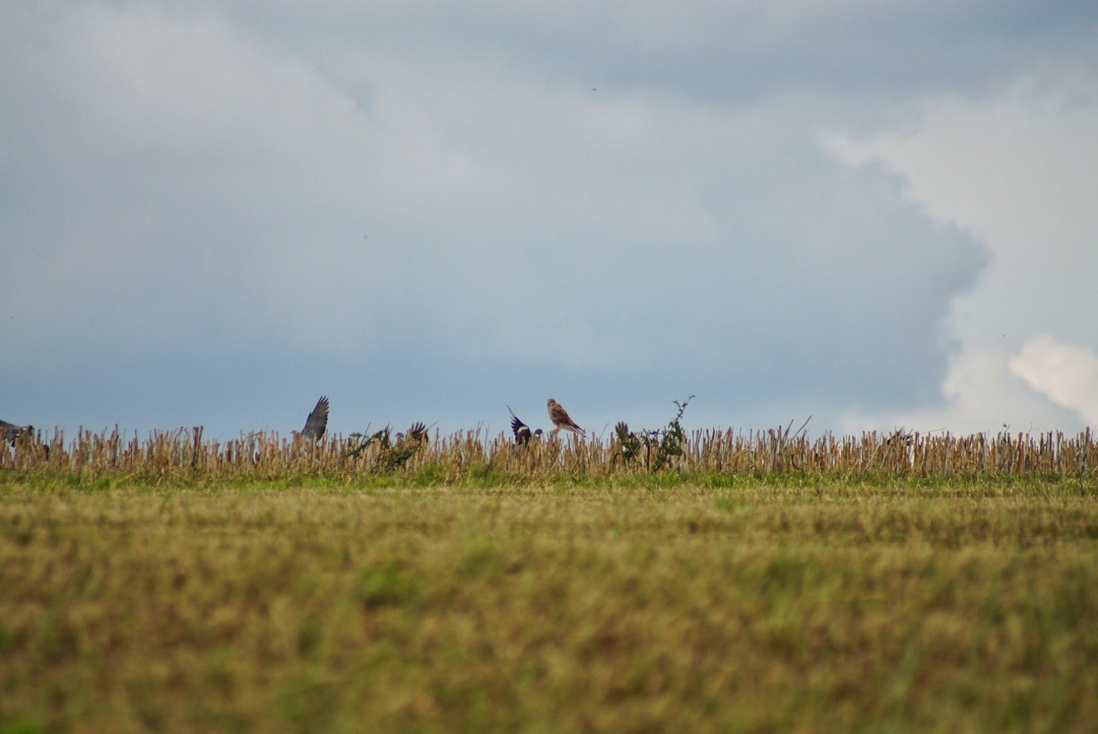 raubvogel_tauben_august_2021.jpeg