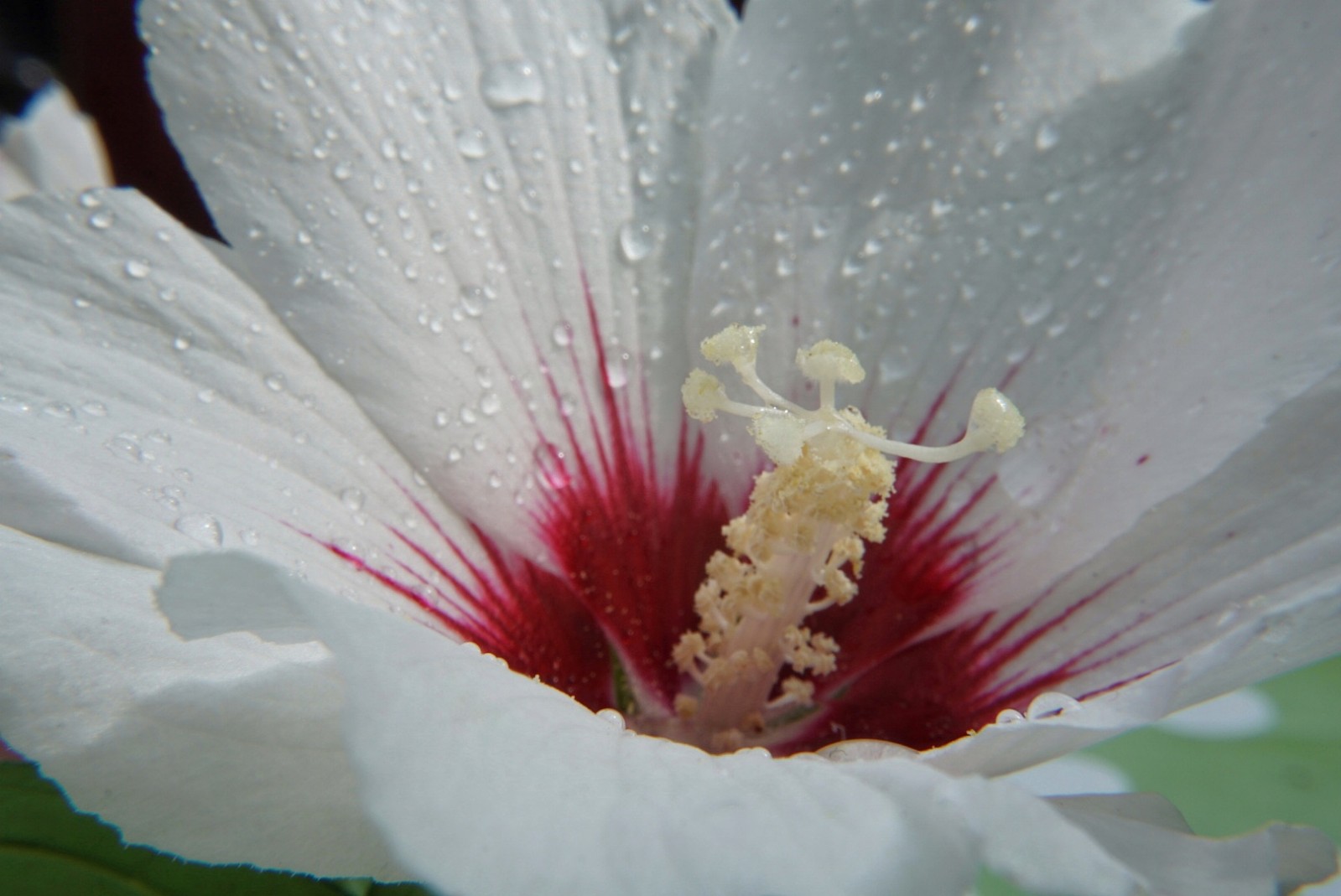 hibiskus_august_2021.jpeg