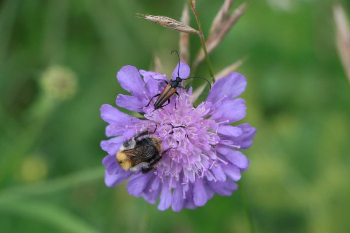 img_6782k__fer_und_hummel.jpg