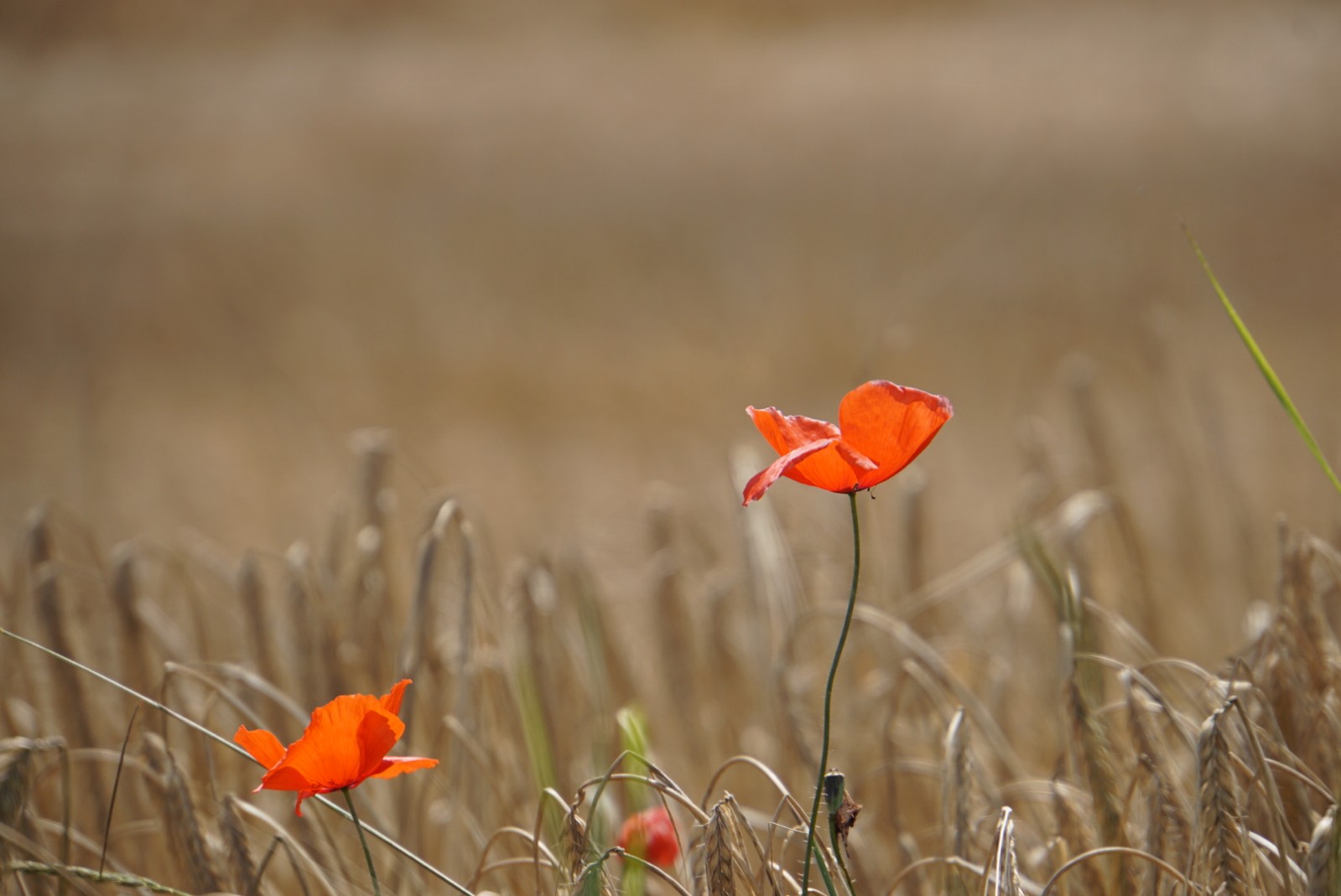 mohn_im_feld.jpg