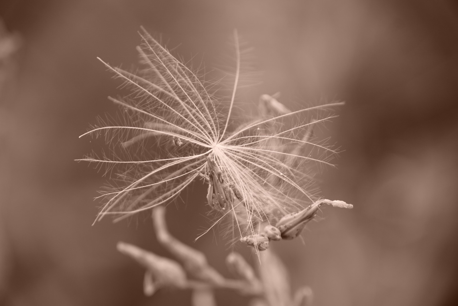 distelsamen_sepia_august_2021.jpg